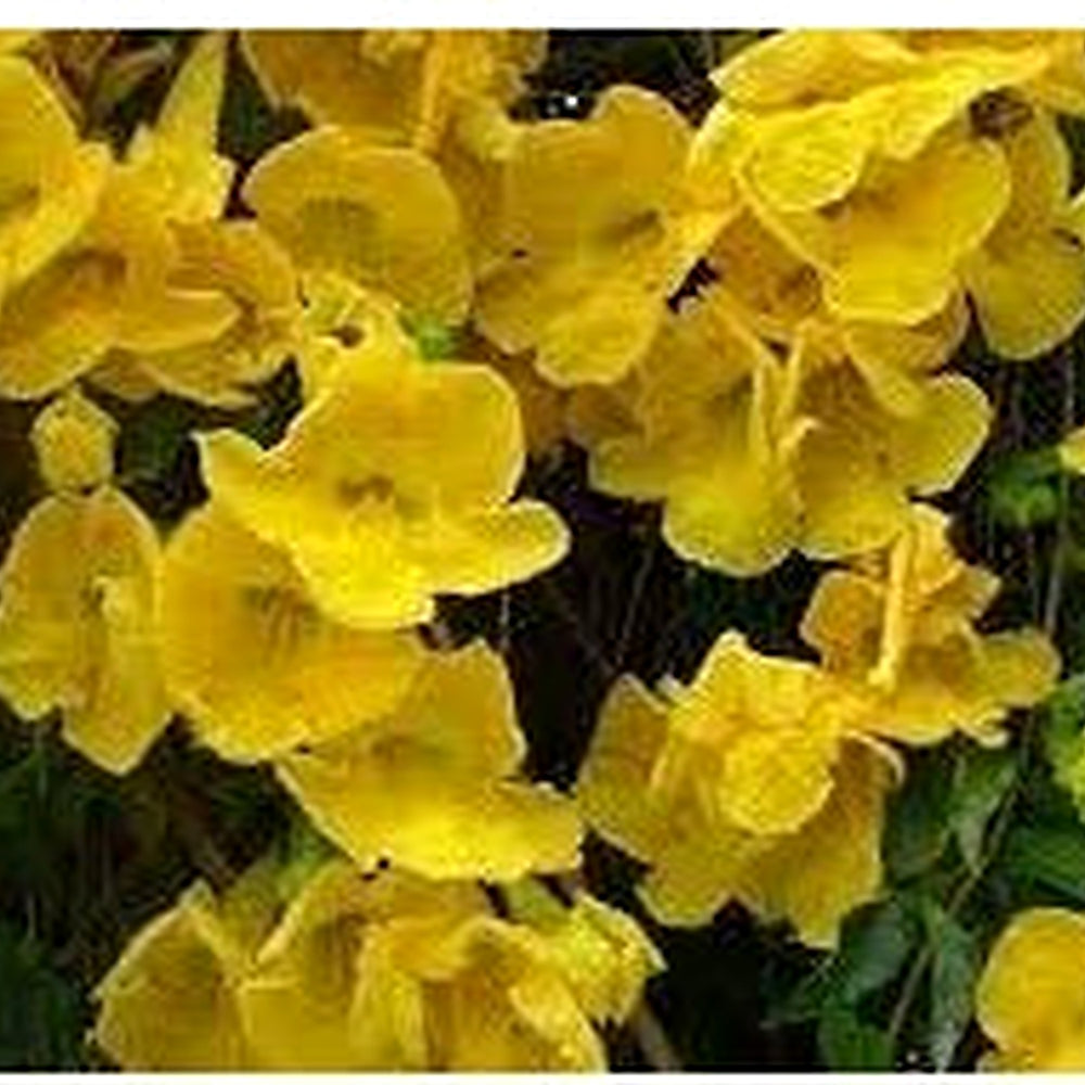 Heirloom Dolichandra Unguis Flower Seeds, Non-GMO, Climbing Blooms for Trellises and Fences [neera-v5-4593f0ded3ab567f4463]