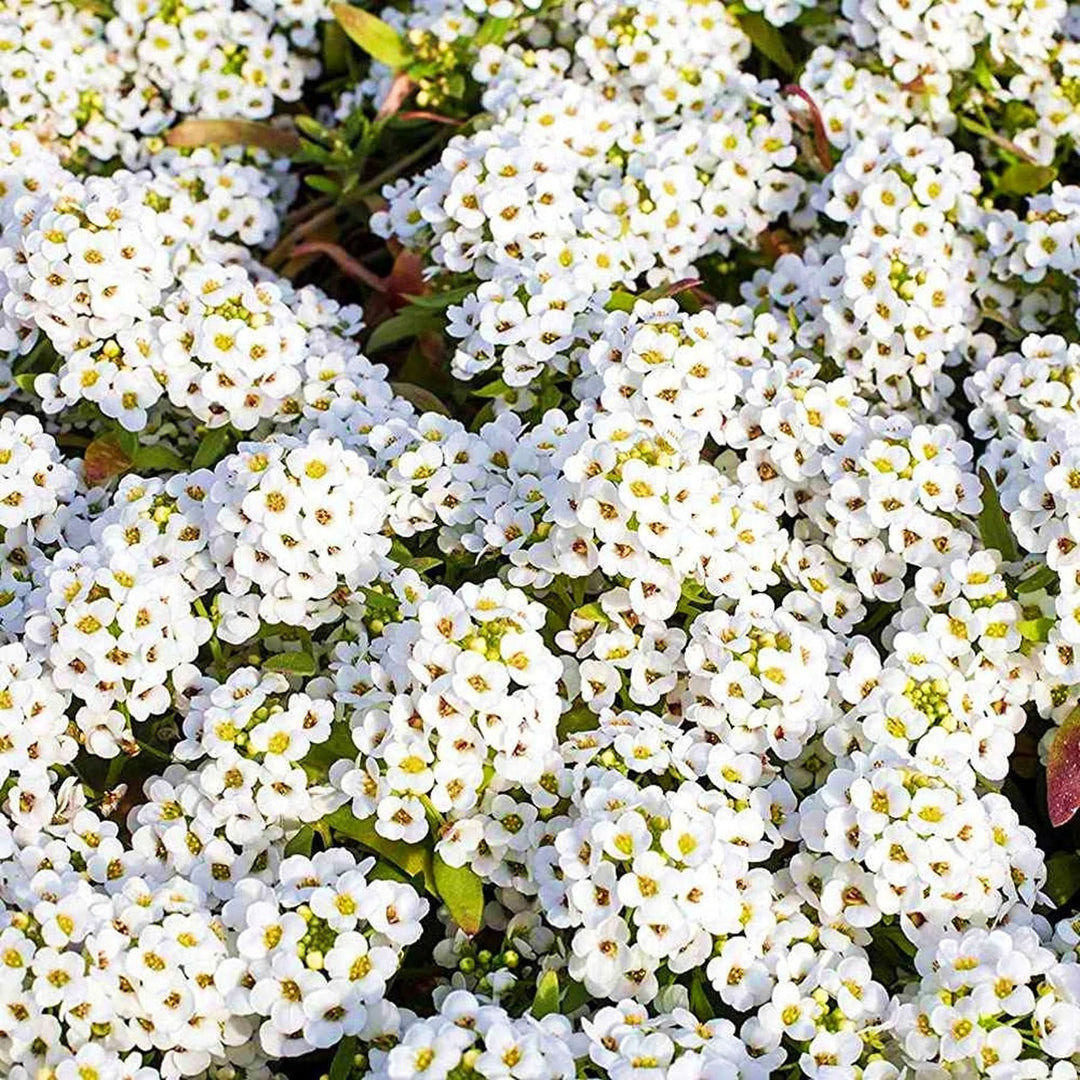 Heirloom Tiny Tim Alyssum Flower For Planting Non Gmo Fragrant Garden Blooms Flower Seeds for Home [neera-v5-4595d8c626c544ee2b92]
