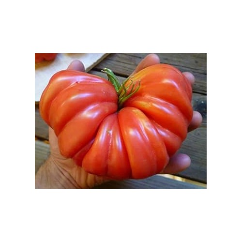 Red Tomato Seeds for Planting [neera-v5-459abd72d2375686ef03]