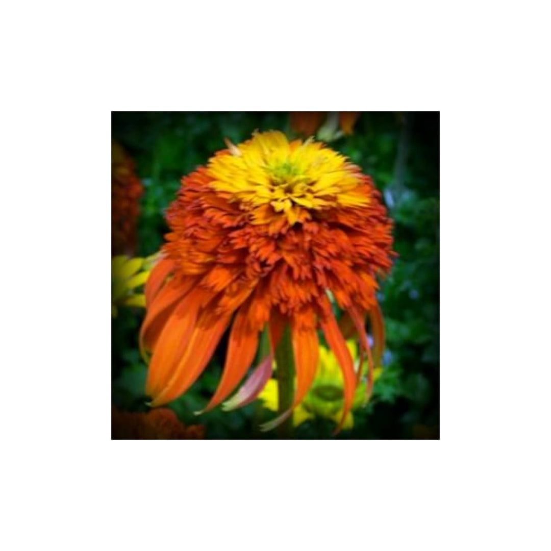 Dragon Wart Coneflower Flower For Planting Flower Seeds for Home Garden Planting, Colorful Organic [neera-v5-45a817269188133ecf32]
