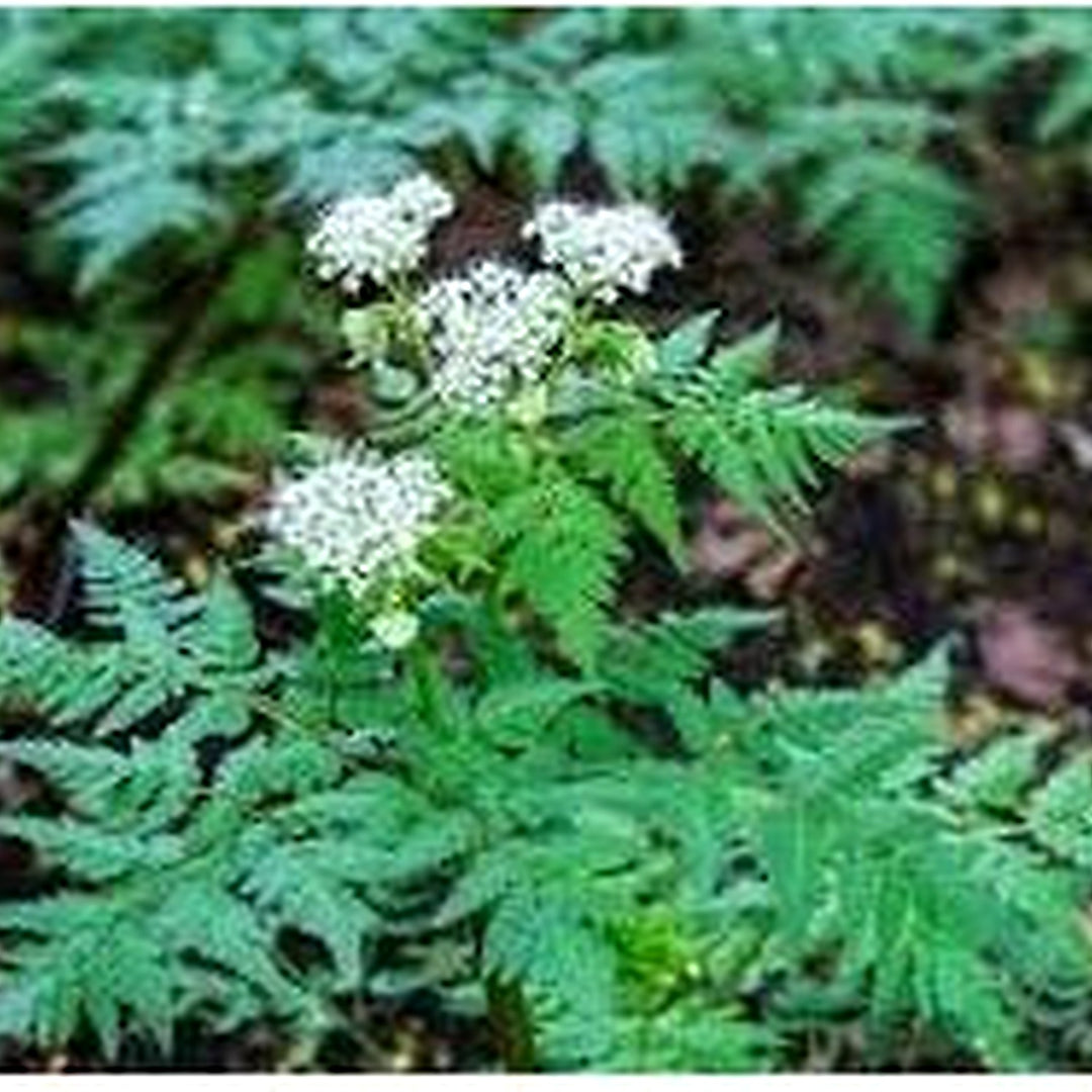 Heirloom Non-GMO Sweet Cicely Flower Seeds for Planting [neera-v5-45a9026f0213905bcc20]