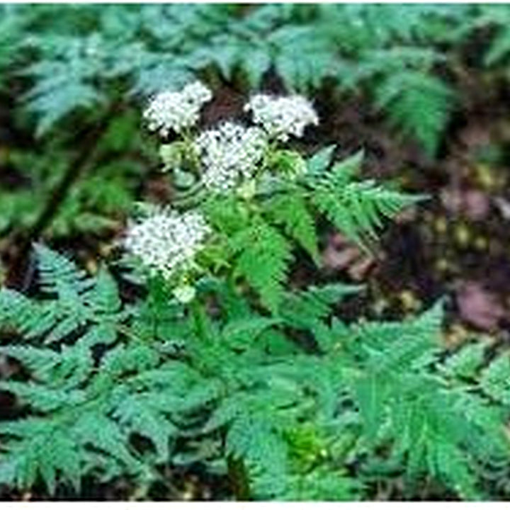Heirloom Non-GMO Sweet Cicely Flower Seeds for Planting [neera-v5-45a9026f0213905bcc20]