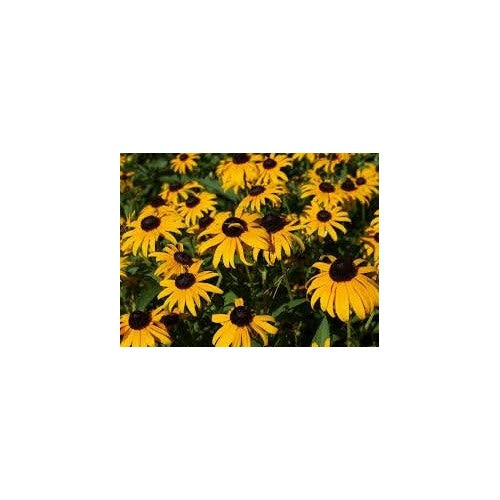Black Eyed Susan Rudbeckia Flower Seeds for Planting-Heirloom &amp; Non-GMO Seeds for planting [neera-v5-45c38a67d2ca4739aada]