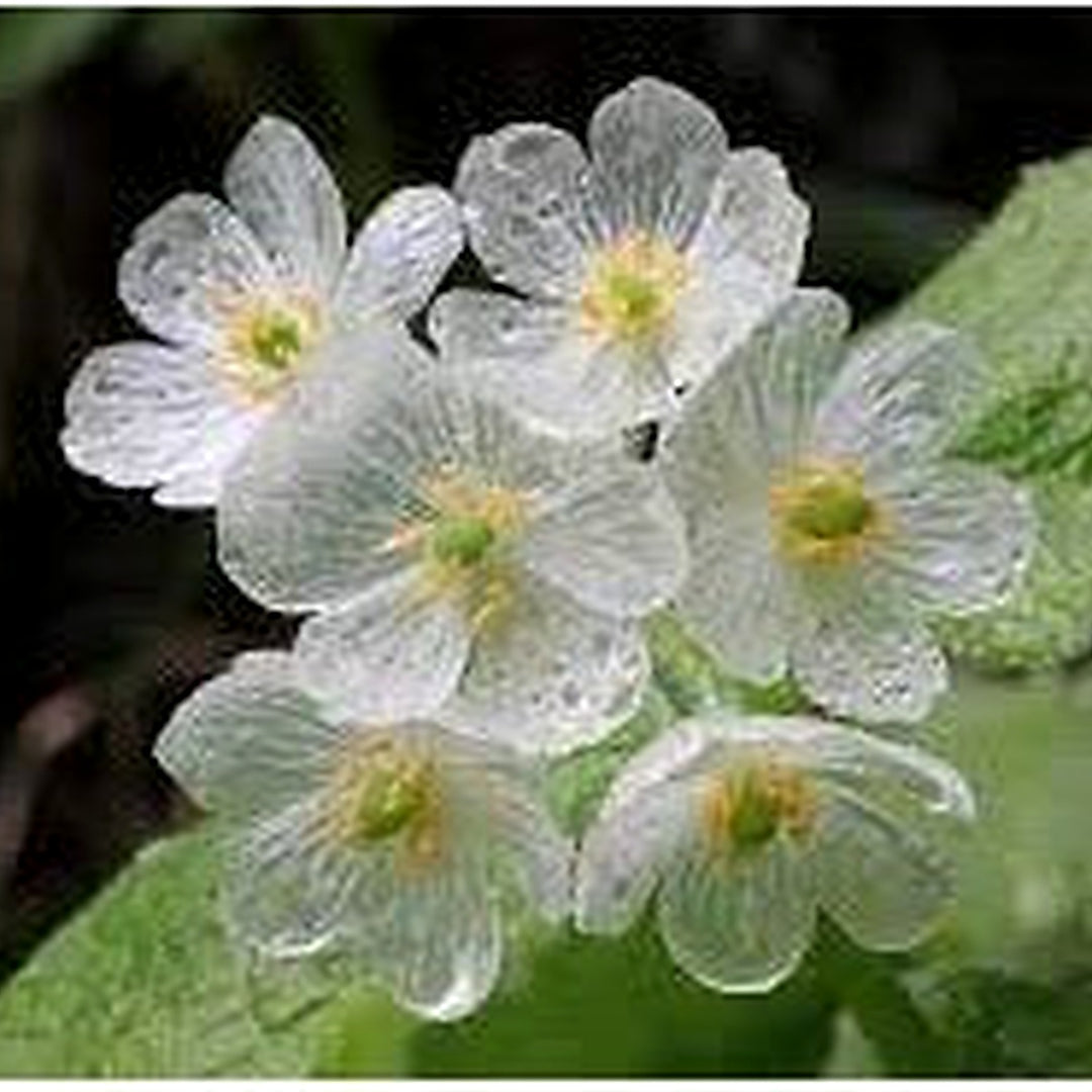 Skeleton Flower Seeds for Planting [neera-v5-45c84e2487ae5780eeca]