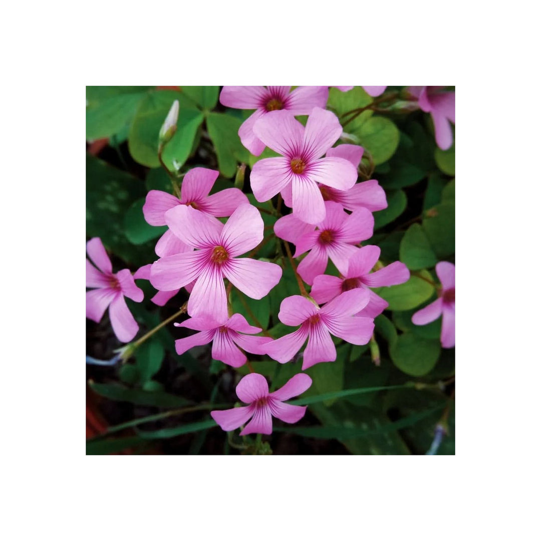 Oxalis Flower Heirloom Non Gmo For Planting Colorful And Hardy Garden Blooms Flower Seeds for Home [neera-v5-45d38fb4f0b1857bc44a]
