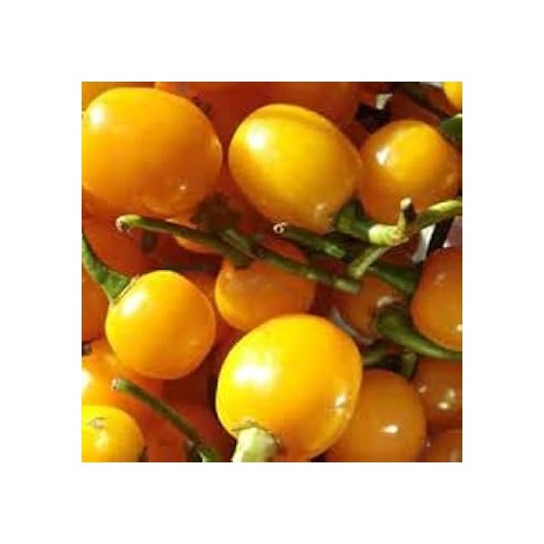 Bode Pepper Seeds for Planting [neera-v5-45d69354d9a9a9505ed4]