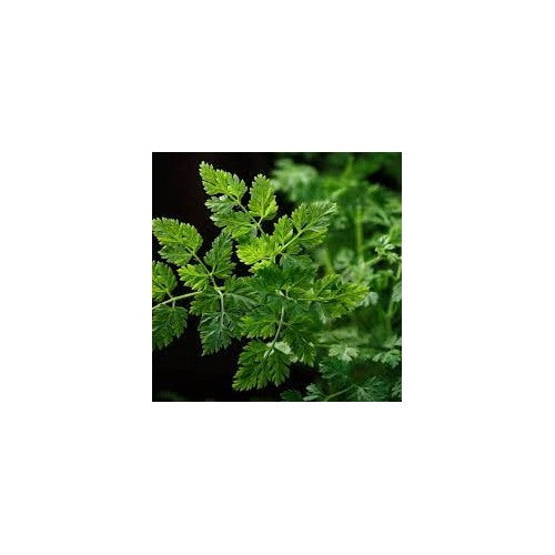 French Chervil Seeds for Planting [neera-v5-45d85cfae75fc04aefc2]