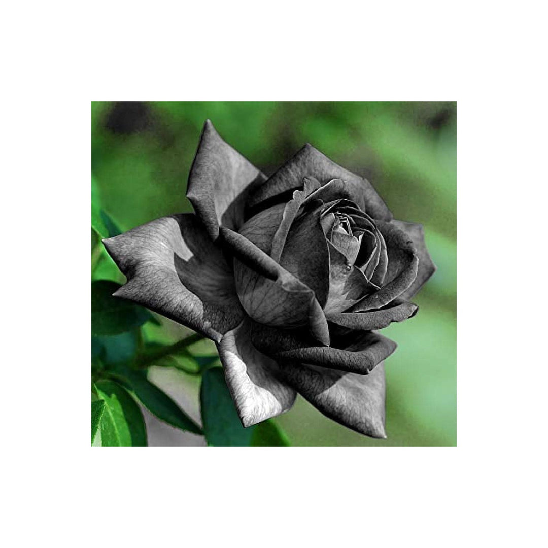 Black Chinese Rose Rosa Chinensis Flower For Planting In Backyard Gardening And Gift Gardens Flower [neera-v5-45e740c81ee458236768]