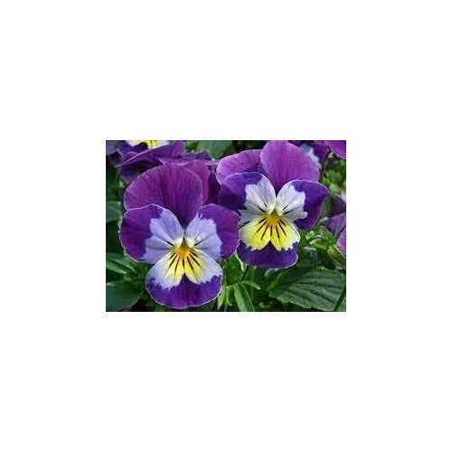 Heirloom Mexican Pansy Flower Seeds for Planting [neera-v5-45f1d8c7cd949c0b4552]