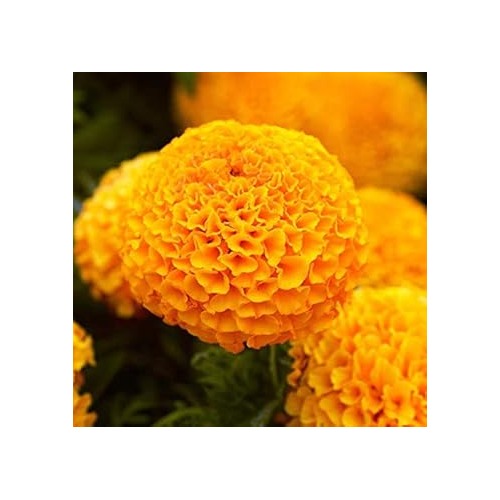 Organic Orange Marigold Flower Seeds for Planting [neera-v5-46011df208e713d64779]