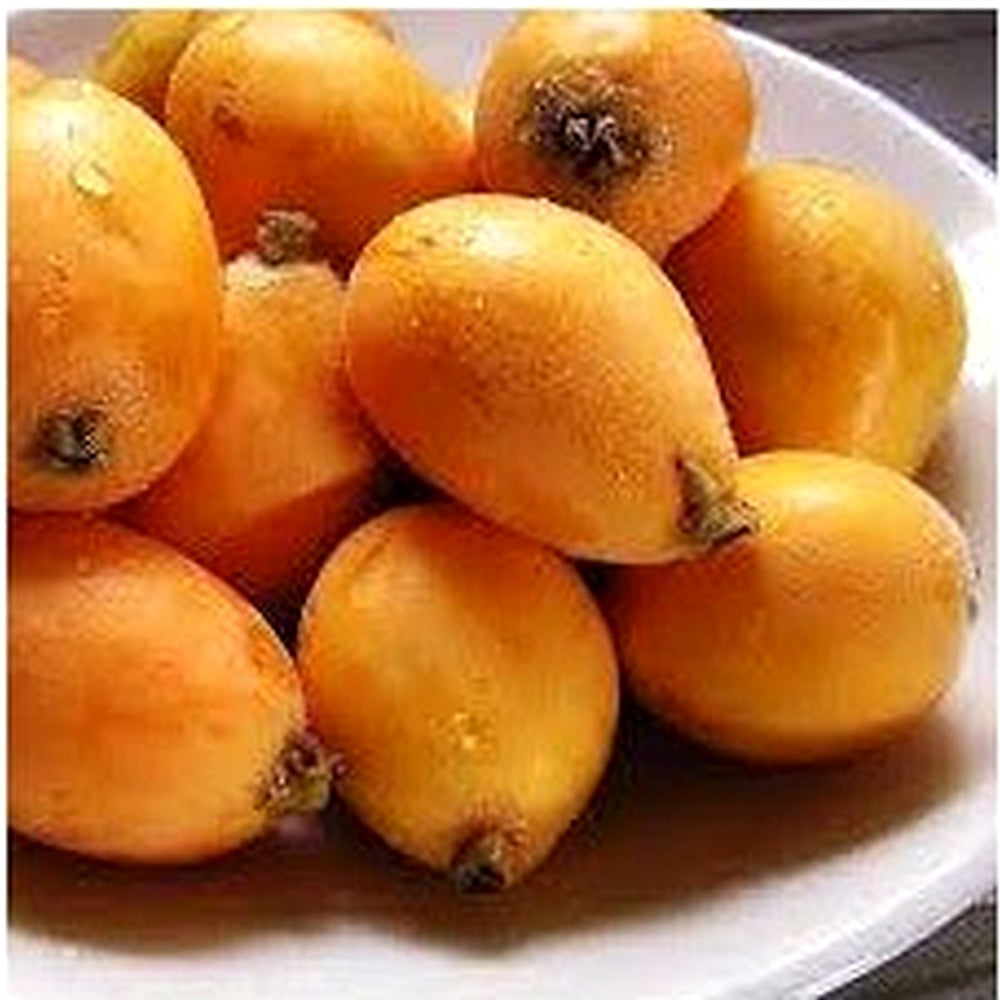 Tanaka Loquat Tree Seeds for Planting [neera-v5-4605f548fdde6b0942ff]