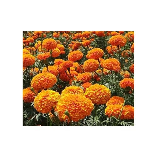 Organic Orange Marigold Flower Seeds for Planting [neera-v5-460a4d1eb2494a30e526]