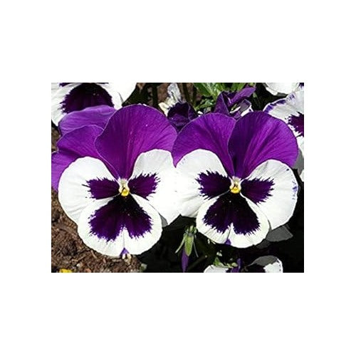 Violet &amp; White Pansy Heirloom Non-GMO Seeds for Planting [neera-v5-460a9e80abdf21057988]