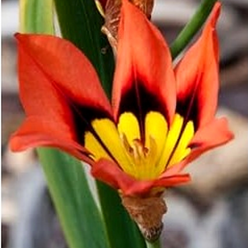 Heirloom Non-GMO Sparaxis Flower Seeds for Planting [neera-v5-460f5362fccbc5eb9d70]