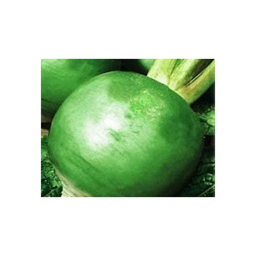 Green Radish Seeds for Planting [neera-v5-461cfa9456ad0062abf4]