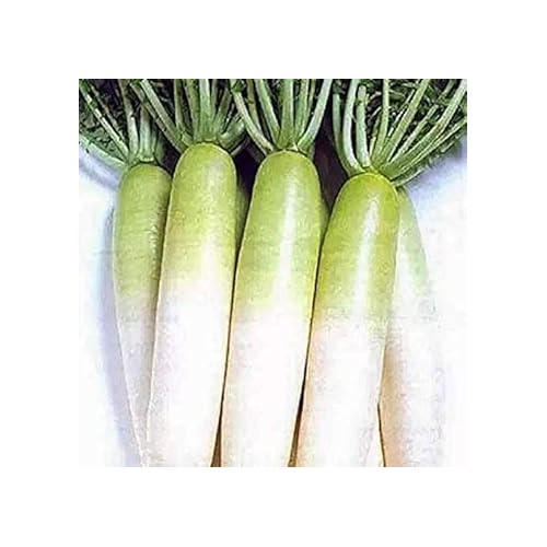 Green White Radish Seeds for Planting [neera-v5-4620943b66703bbf145a]