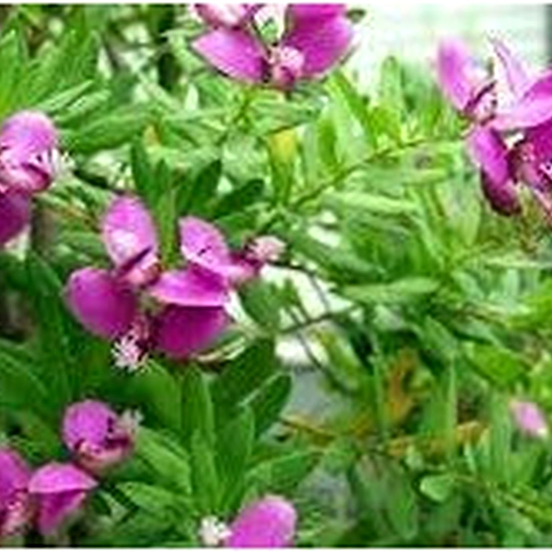 Heirloom September Bush Flower Seeds Non-GMO for Garden Planting Shrubby Vibrant Blooms [neera-v5-4628e66d4e84b456e505]