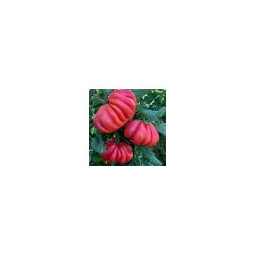 Thick Pink Tomato Seeds for Planting [neera-v5-4637defe7eb4480543d4]