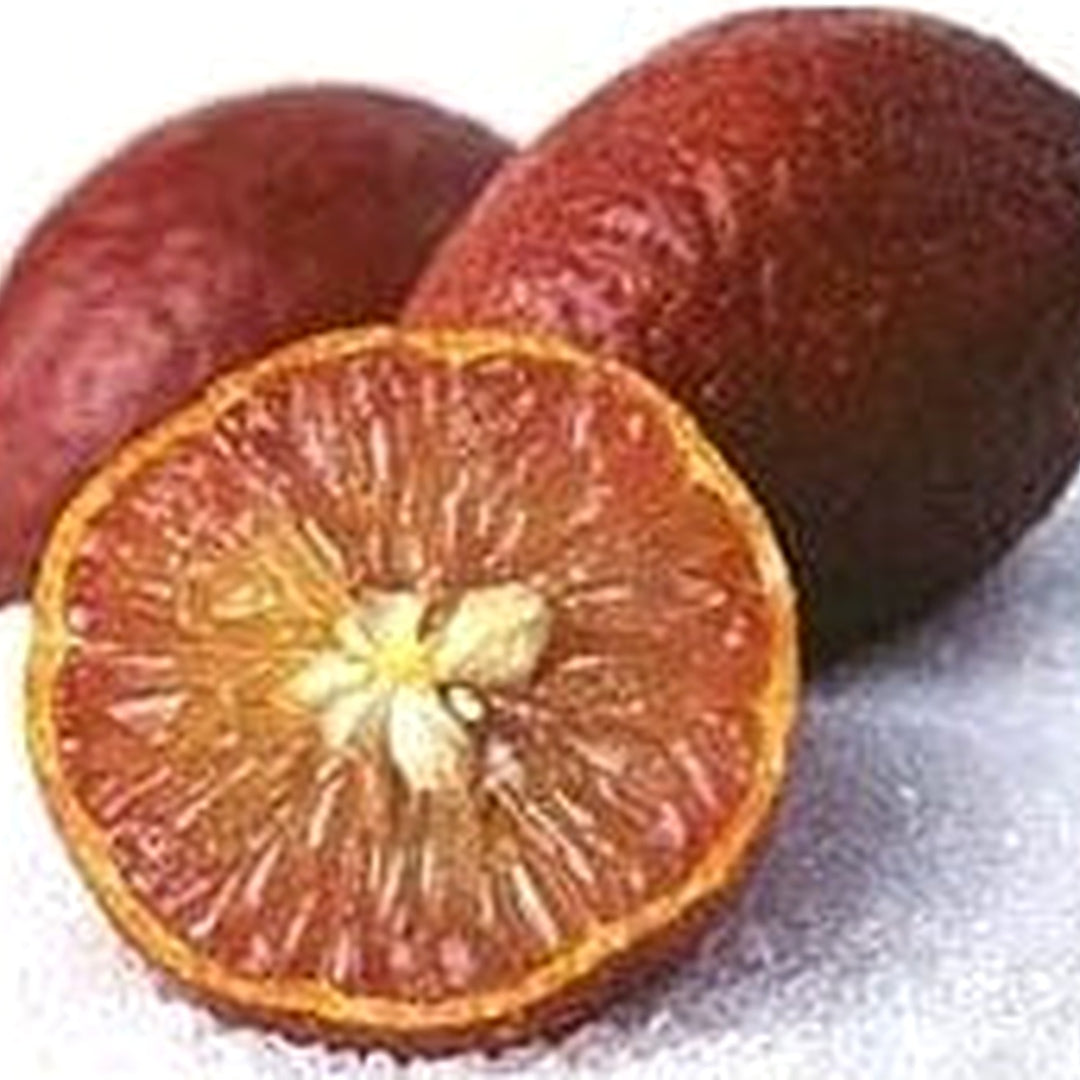 Brown Lemon Fruit Seeds for Planting [neera-v5-463a40e98ad887ef33c0]