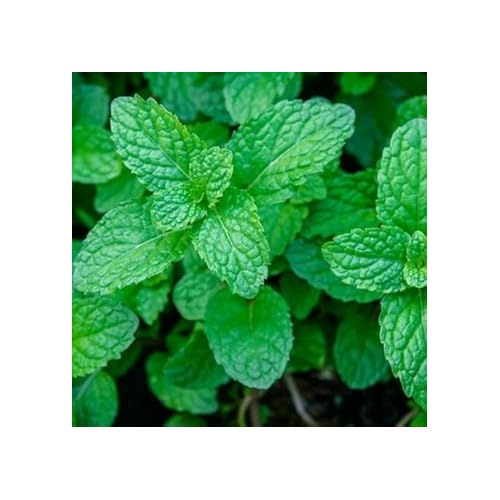 Lemon Balm Mint Seeds [neera-v5-46699b0be2c8a49db66e]