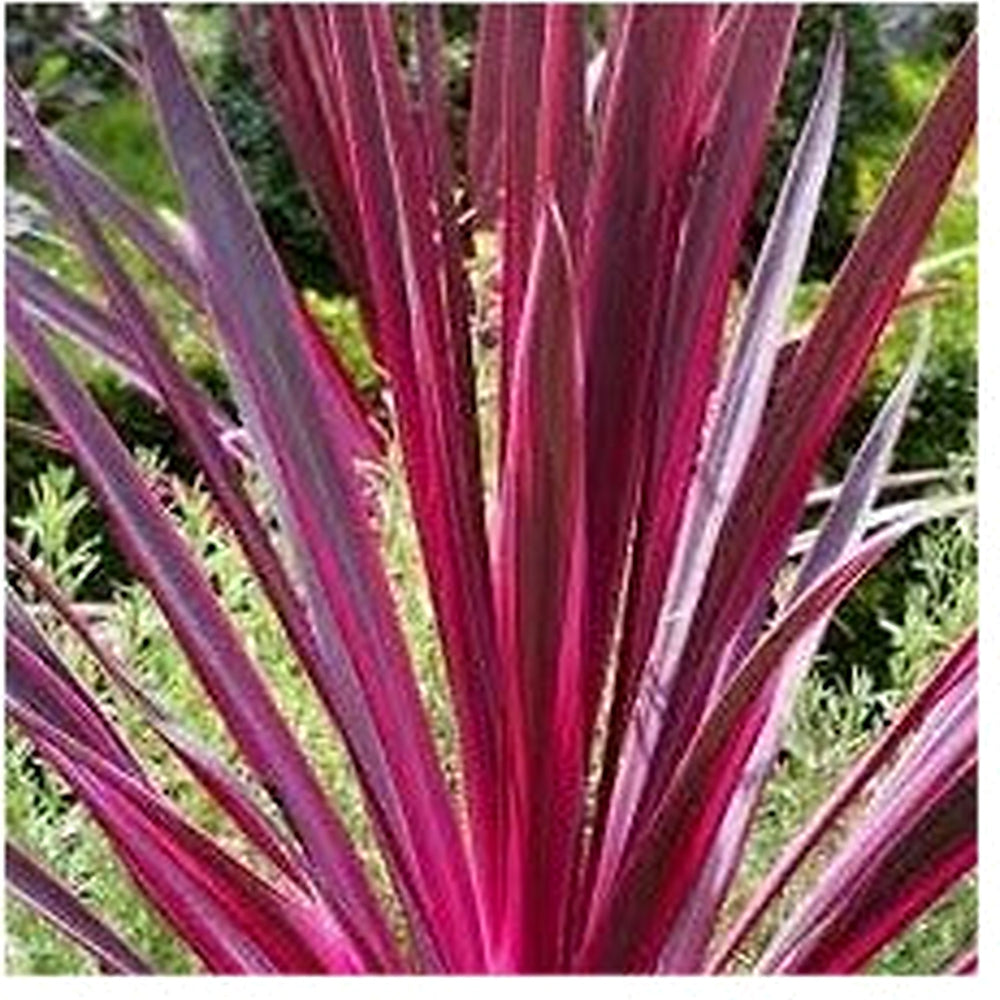 Heirloom Cordyline Plant Seeds Non-GMO for Garden Planting Colorful Tropical Foliage [neera-v5-466f454b31659550ba4b]
