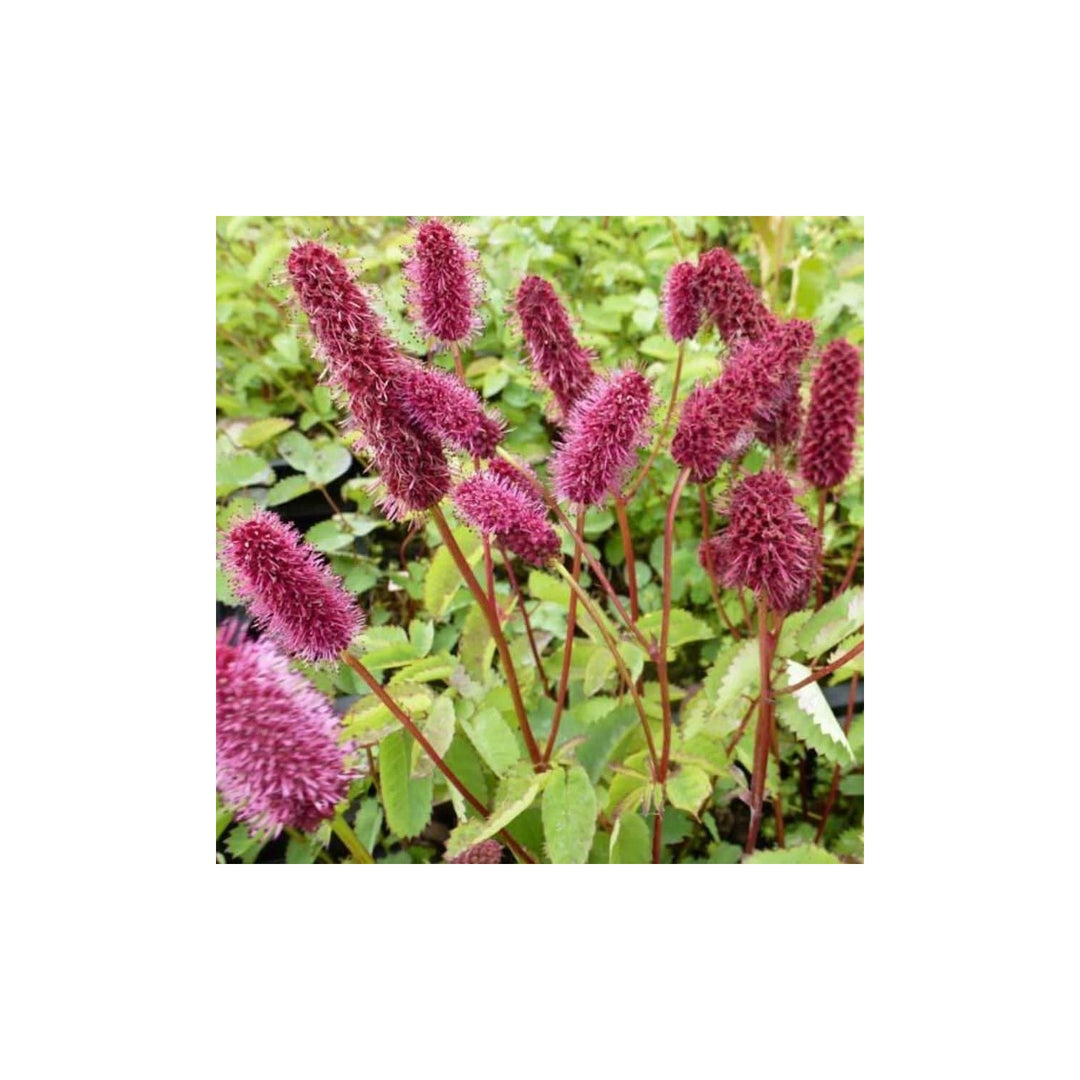 Heirloom Non Gmo Menzies Burnet Flower For Planting Hardy Pollinator Blooms Flower Seeds for Home [neera-v5-4676f5ea76e2d235ec88]