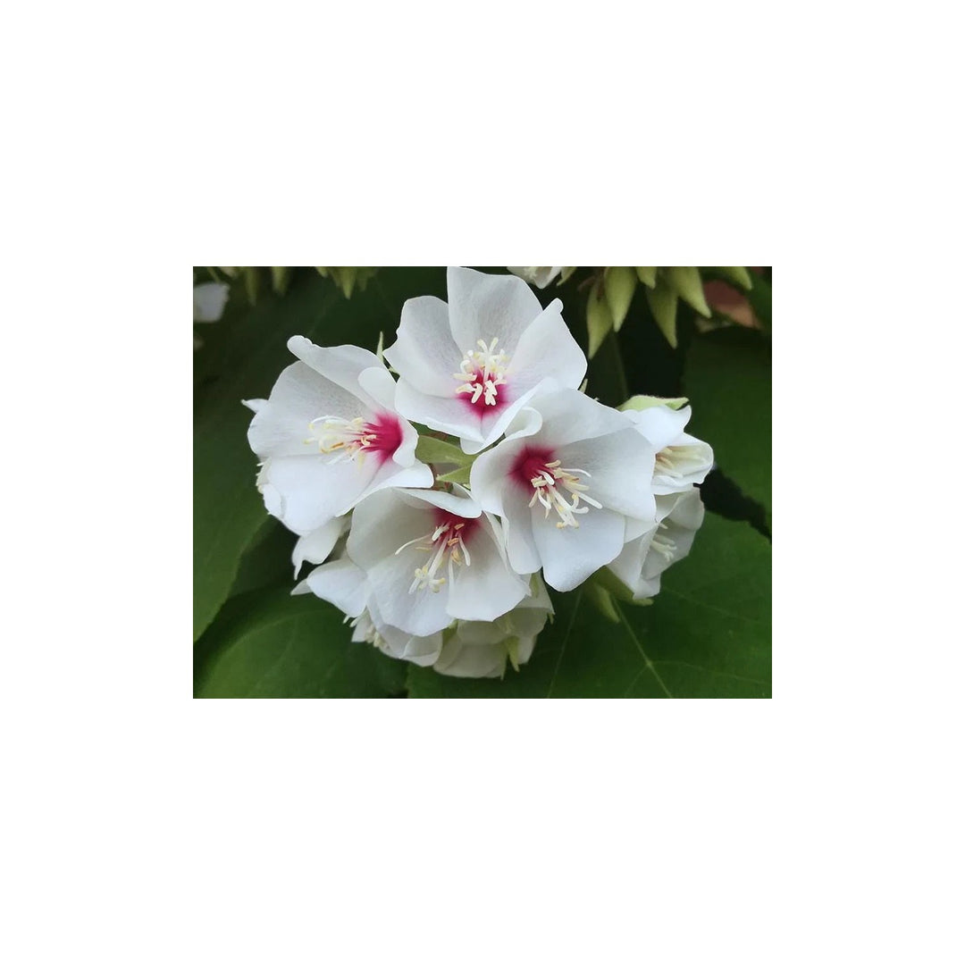 Dombeya Burgessiae Flower For Planting Non Gmo Flower Seeds for Home Garden Planting, Decorative [neera-v5-467f036cc44f7df42df3]
