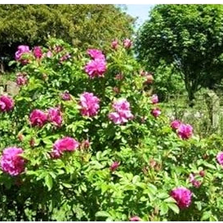 Pink Rugosa Rose Plant Seeds for Planting Non-GMO Heirloom Garden Seeds for Growing Beautiful Roses [neera-v5-46805a65c3bc57fe4f48]