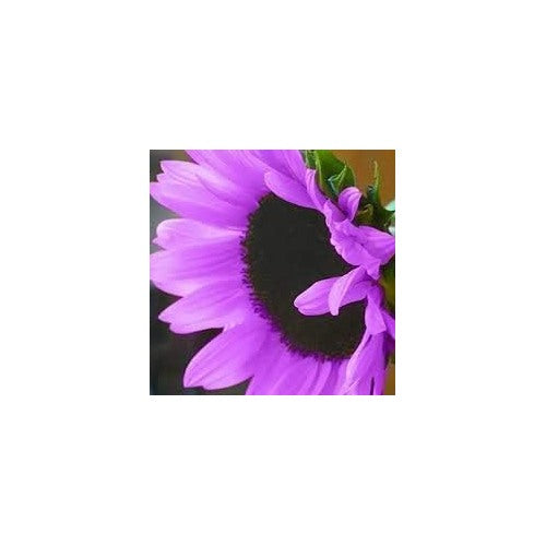 Violet Sunflower Flower Seeds for Planting [neera-v5-4680da2bc7e1ed4031fb]