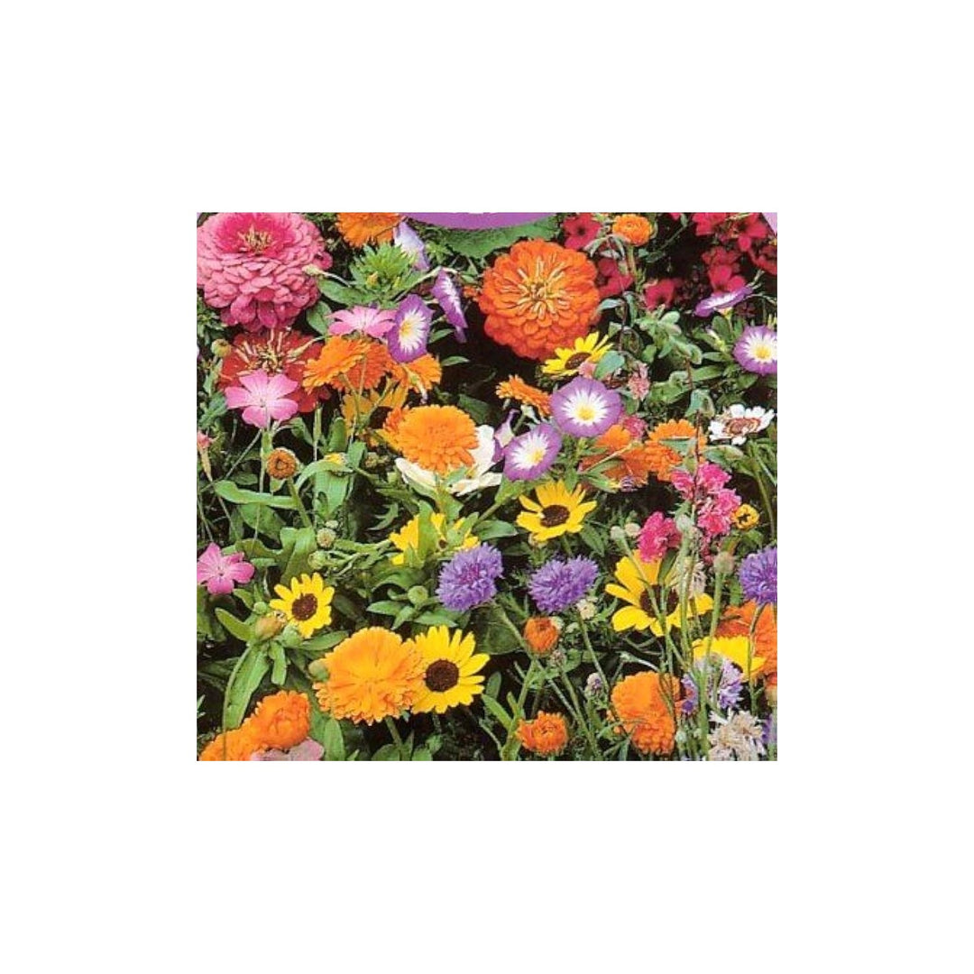 Florida Gulf Coast Wildflower Mix Flower For Planting In Backyard Gardening Spaces Flower Seeds [neera-v5-468276a1a43d248fc1d0]