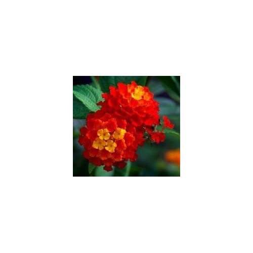 Heirloom Non-GMO Red Yellow Lantana Flower Seeds [neera-v5-46966ac70ad0e6ba95f6]