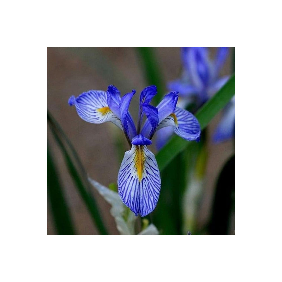 Iris Iris Germanica Flower For Planting In Multi Colored Backyard Garden Flower Seeds for Home [neera-v5-469a1cf1451eb6364a13]
