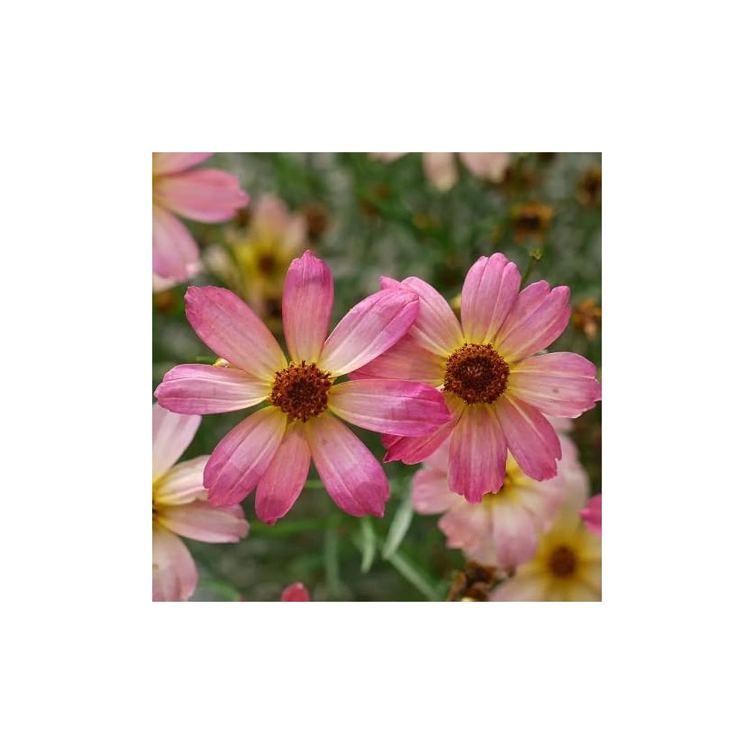 Pink Coreopsis Flower Heirloom Non Gmo Flower For Planting Flower Seeds for Home Garden Planting, [neera-v5-46a17aba239e401a5d4b]