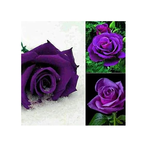 Light Lavender Snow Rose Flower Seeds for Planting [neera-v5-46a1f6b337f3bb2d55a7]