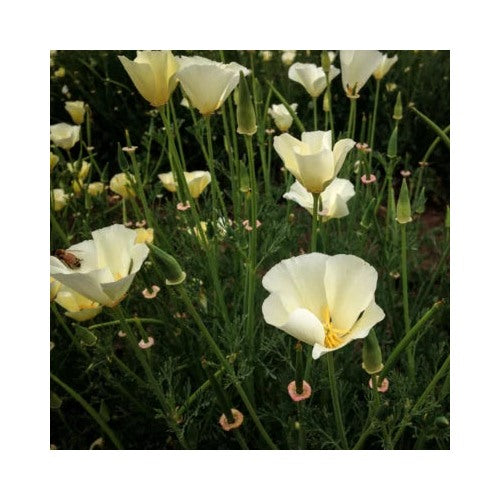 White Linen Calinia Poppy Planting Flower Planting Heirloom Non Gmo Flower Seeds [neera-v5-46ac8ba462dc6fab8d59]