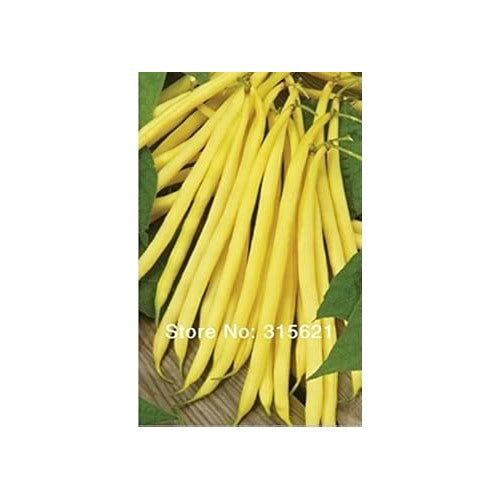 Yellow Bean Seeds for Planting [neera-v5-46ad0d86269063d54964]