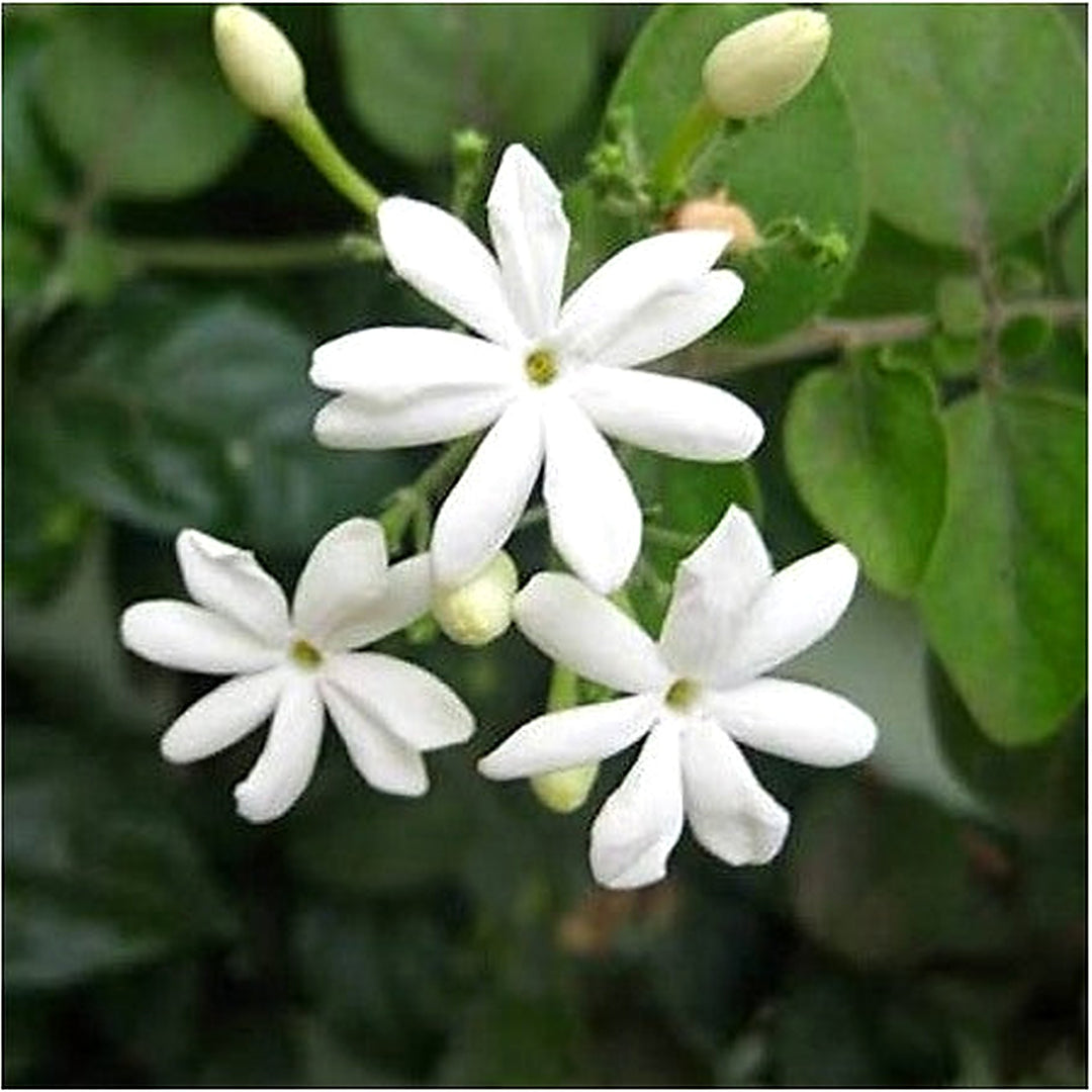 Common Jasmine (Jasminum officinale) Flower Seeds for Planting [neera-v5-46b761f40994c925b0d2]