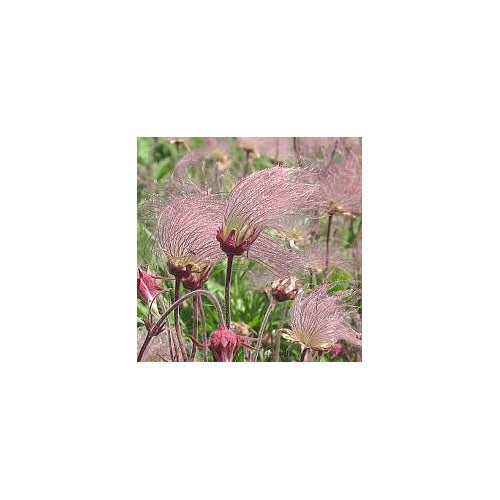 Prairie Flower Seeds for Planting [neera-v5-46c13eb09ed4e62e2ad4]