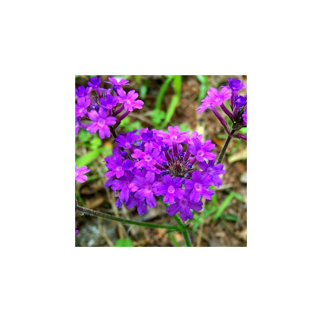 Violet Organic Moss Verbena Flower For Planting Heirloom Non Gmo Garden Flower Seeds for Home [neera-v5-46c4c5c98b58aa35fef1]