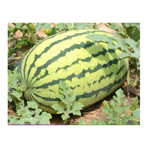 Asian Long Watermelon Seeds for Planting [neera-v5-46c986b6d6f182ff74db]