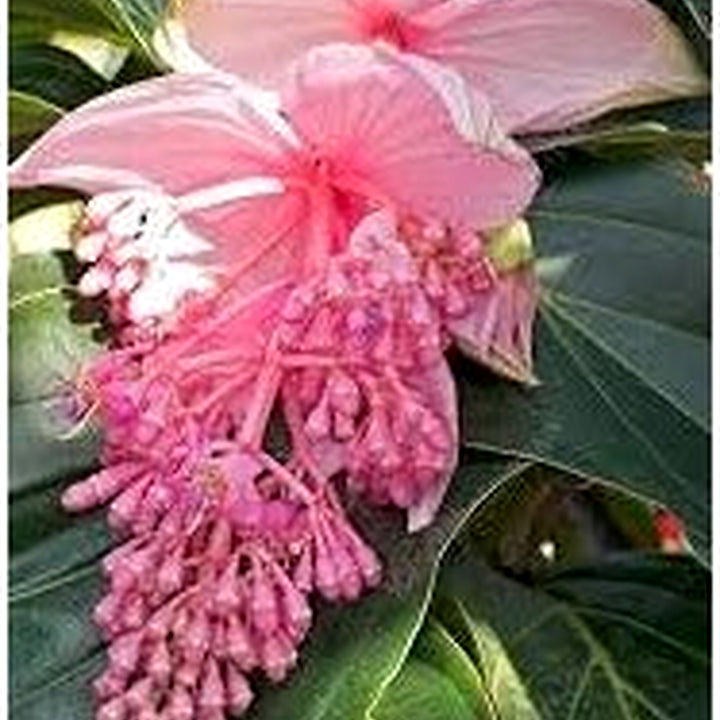 Heirloom Medinilla Flower Seeds, Non-GMO Tropical Pink Blooms for Exotic Garden Planting [neera-v5-46dea1c05e6c91239f22]