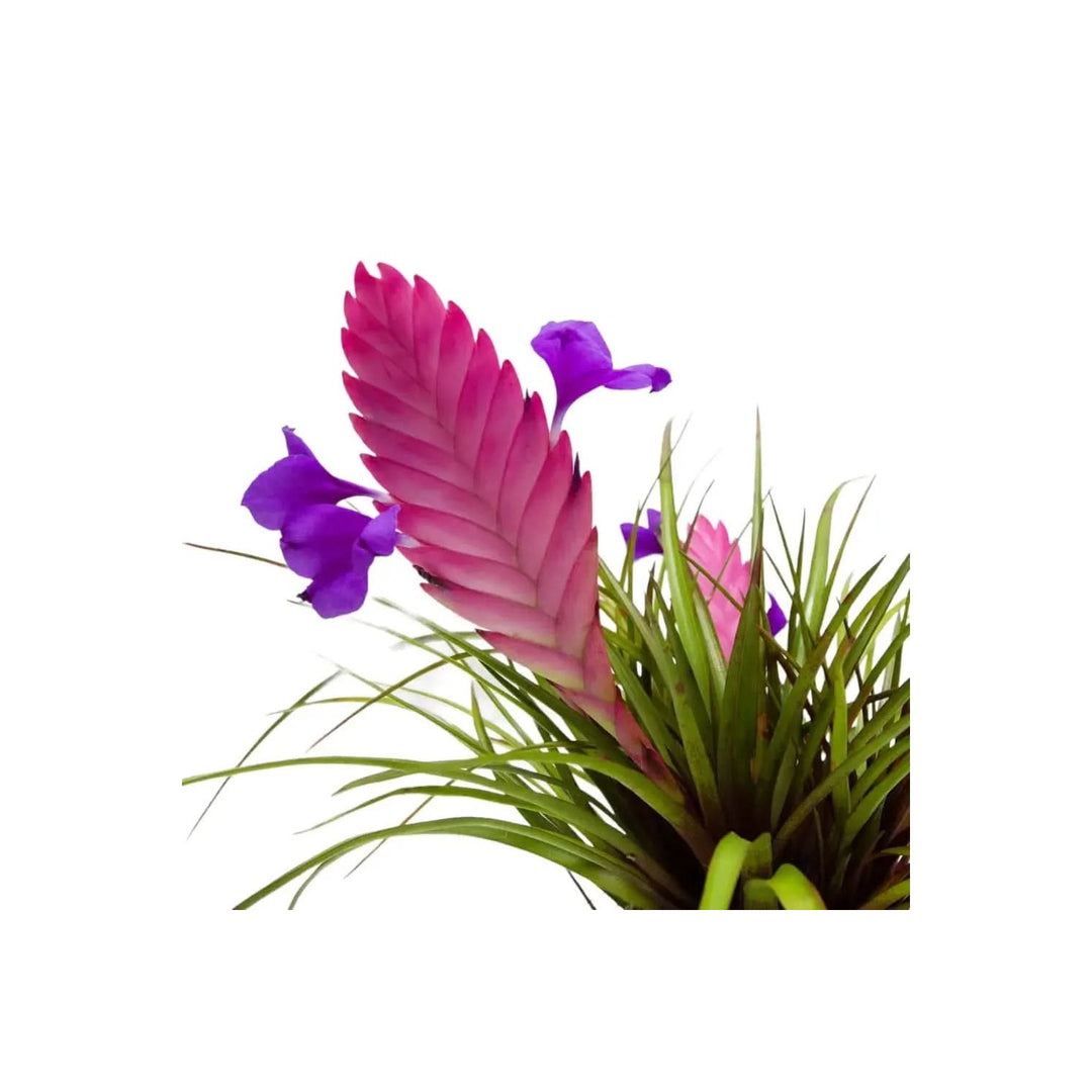 Tillandsia Cyanea Bonsai Flower Heirloom Non Gmo Flower For Planting Flower Seeds for Home Garden [neera-v5-46dfb68d937729fd753f]