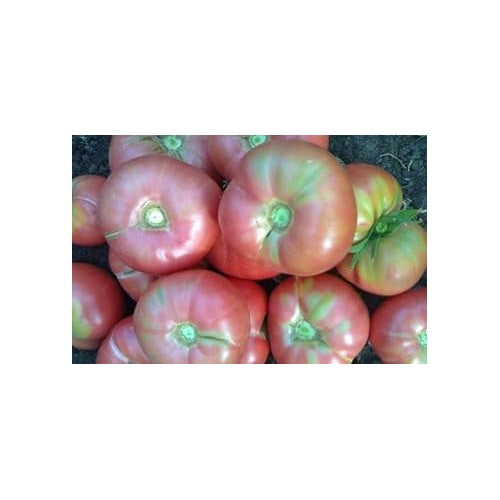 Baby Pink Tomato Seeds for Planting [neera-v5-46dfc41c51e8d6bcd06a]