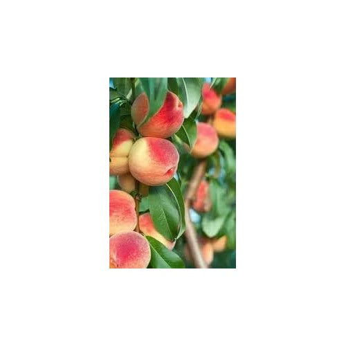 High-Yield Passion Fruit Seeds [neera-v5-46e7db64b89abd0f25c6]