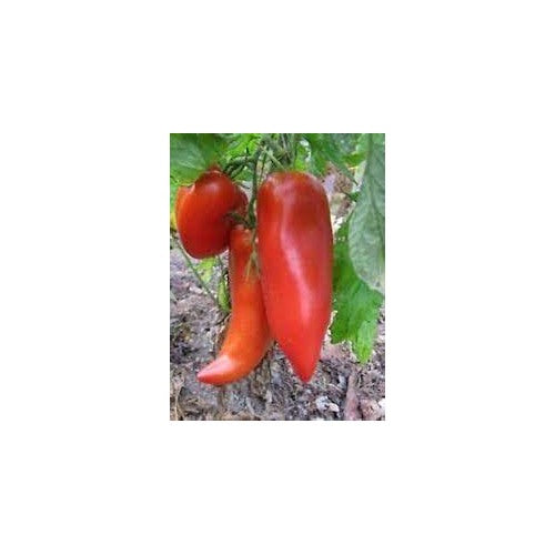 Red Opalka Seeds for Planting [neera-v5-46ea84ce63bf0bb2a95a]