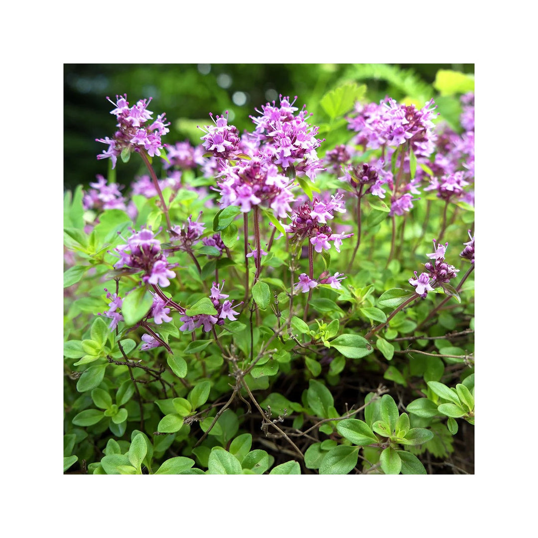 Pink Heirloom Non Gmo Creeping Thyme Plant Fragrant Ground Cover Garden Flower Seeds Home [neera-v5-46f9ed21547c8cf56a59]
