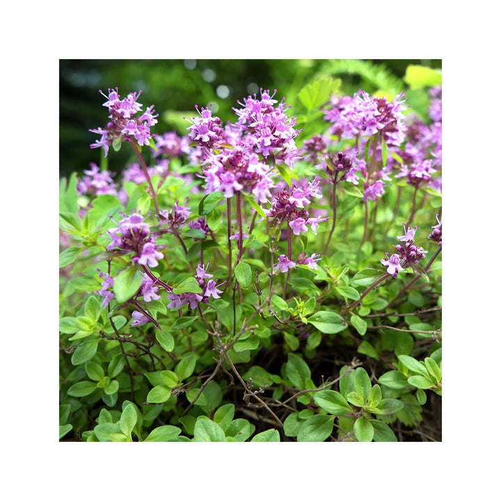 Pink Heirloom Non Gmo Creeping Thyme Plant Fragrant Ground Cover Garden Flower Seeds Home [neera-v5-46f9ed21547c8cf56a59]