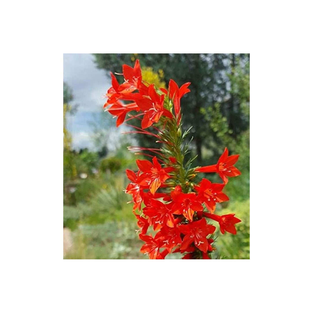 Heirloom Non Gmo Standing Cypress Flower For Planting Tall Pollinator Friendly Garden Blooms Flower [neera-v5-47051f30559bdfd61696]