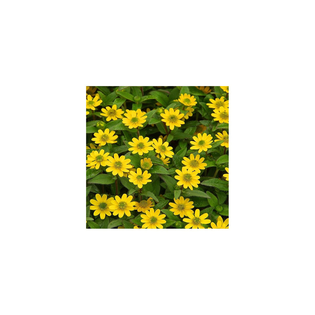 Yellow Creeping Zinnia Flower For Planting Vibrant Ground Cover Non Gmo Heirloom Flower Seeds for [neera-v5-470874e826c6dfbad662]