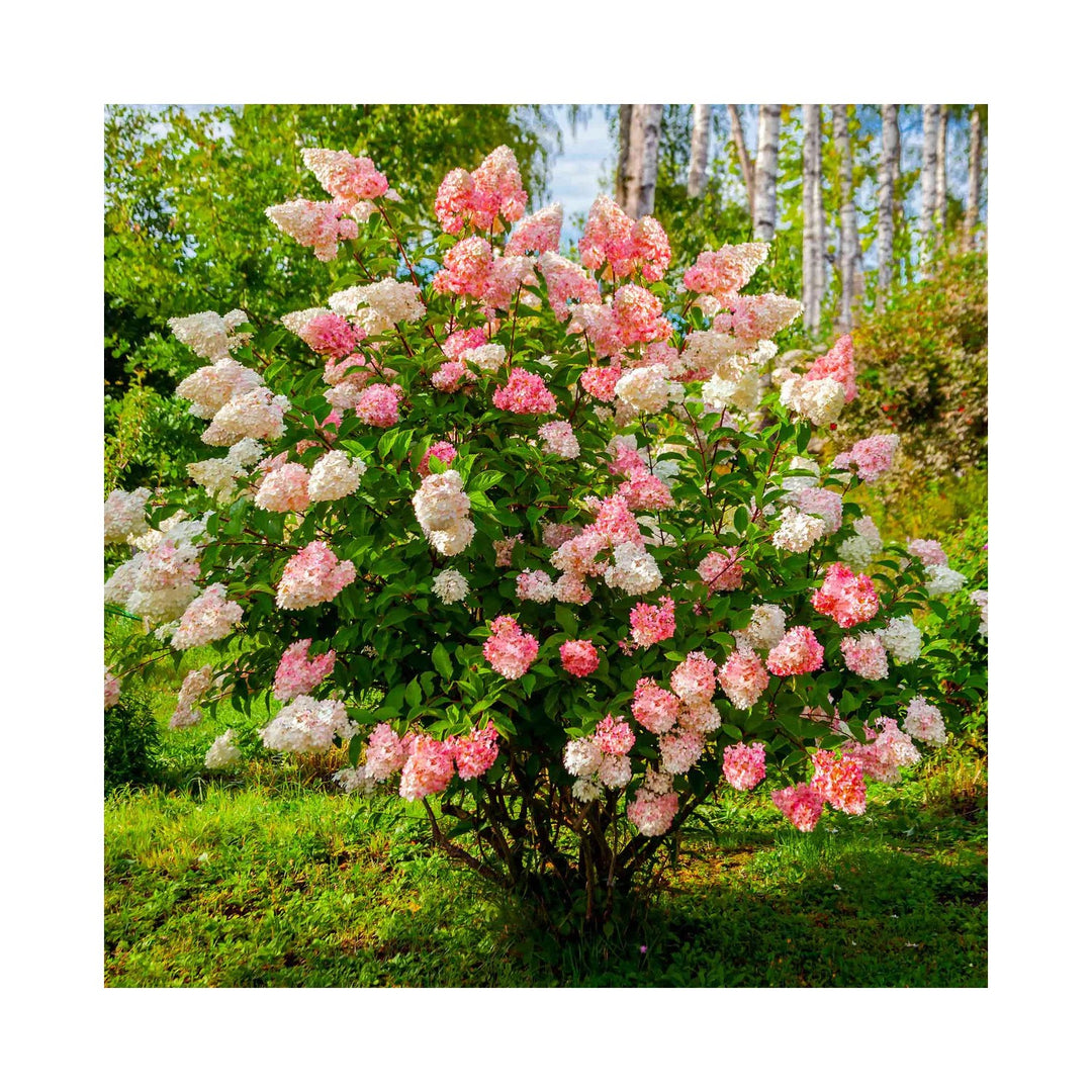 Vanilla Strawberry Hydrangea Hydrangea Paniculata Flower For Backyard Blooms And Decorative [neera-v5-470c6c1da5b0cb66d1b6]